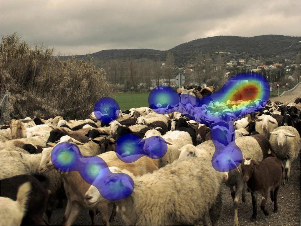 Picture of sheep overlaid with eye-tracking data.
